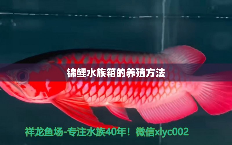 锦鲤水族箱的养殖方法 鱼缸/水族箱