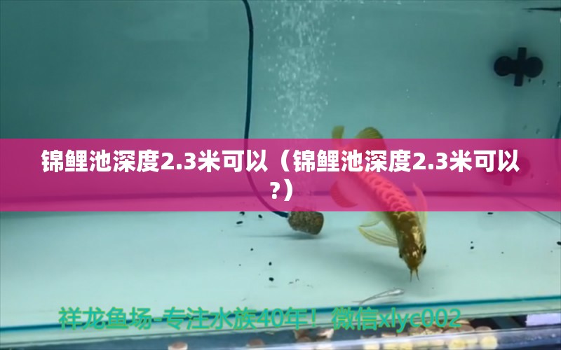 锦鲤池深度2.3米可以（锦鲤池深度2.3米可以?） 祥龙水族医院