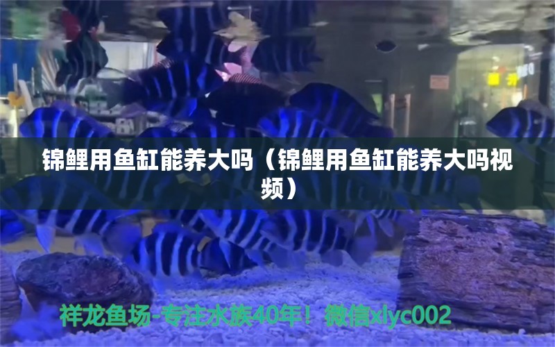 锦鲤用鱼缸能养大吗（锦鲤用鱼缸能养大吗视频） 祥龙水族医院