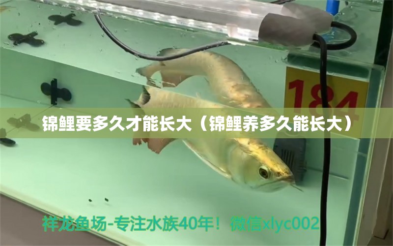 锦鲤要多久才能长大（锦鲤养多久能长大） 水族用品