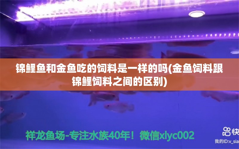 锦鲤鱼和金鱼吃的饲料是一样的吗(金鱼饲料跟锦鲤饲料之间的区别)