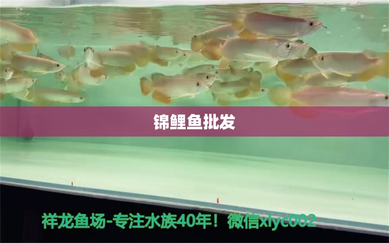 锦鲤鱼批发