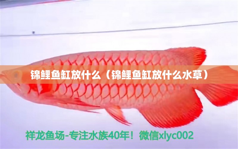 锦鲤鱼缸放什么（锦鲤鱼缸放什么水草）