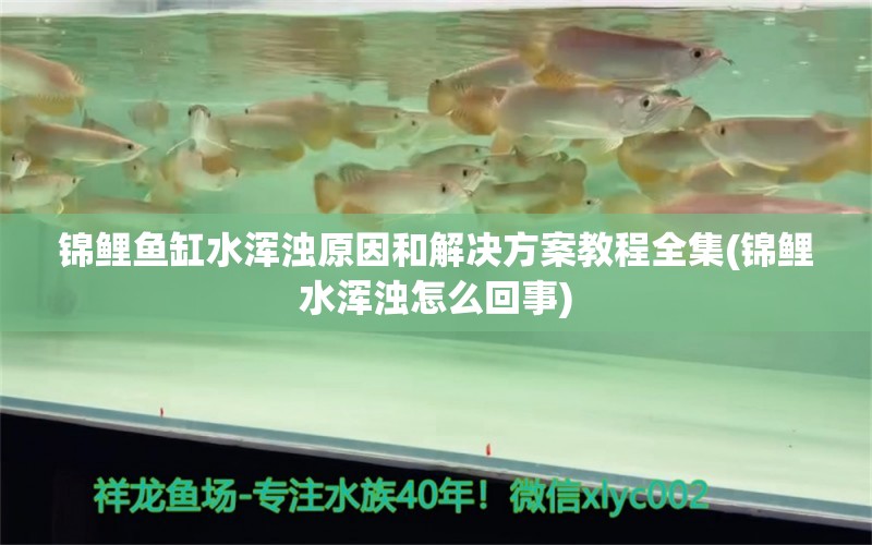 锦鲤鱼缸水浑浊原因和解决方案教程全集(锦鲤水浑浊怎么回事) 印尼三纹虎