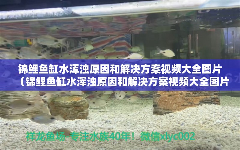 锦鲤鱼缸水浑浊原因和解决方案视频大全图片（锦鲤鱼缸水浑浊原因和解决方案视频大全图片） 祥龙水族医院 第1张