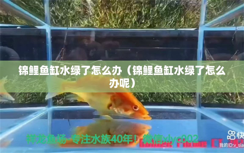 锦鲤鱼缸水绿了怎么办（锦鲤鱼缸水绿了怎么办呢）