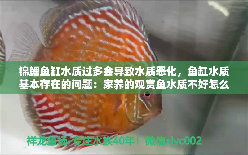 锦鲤鱼缸水质过多会导致水质恶化，鱼缸水质基本存在的问题：家养的观赏鱼水质不好怎么办 鱼缸百科 第2张