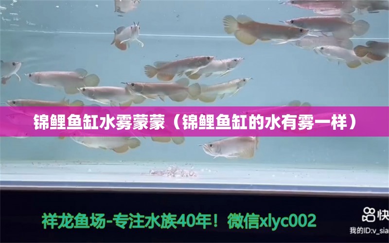 锦鲤鱼缸水雾蒙蒙（锦鲤鱼缸的水有雾一样） 祥龙鱼场