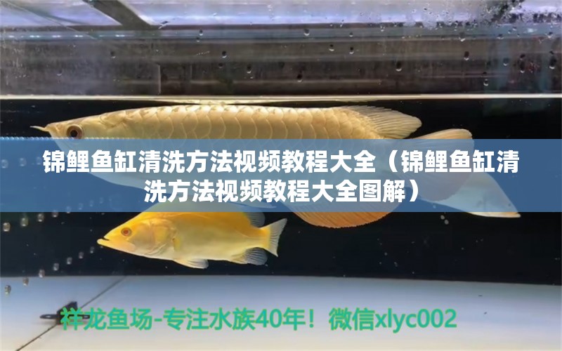 锦鲤鱼缸清洗方法视频教程大全（锦鲤鱼缸清洗方法视频教程大全图解）