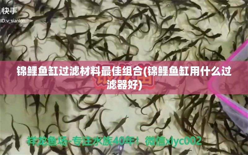 锦鲤鱼缸过滤材料最佳组合(锦鲤鱼缸用什么过滤器好) 白化巴西龟（白巴）