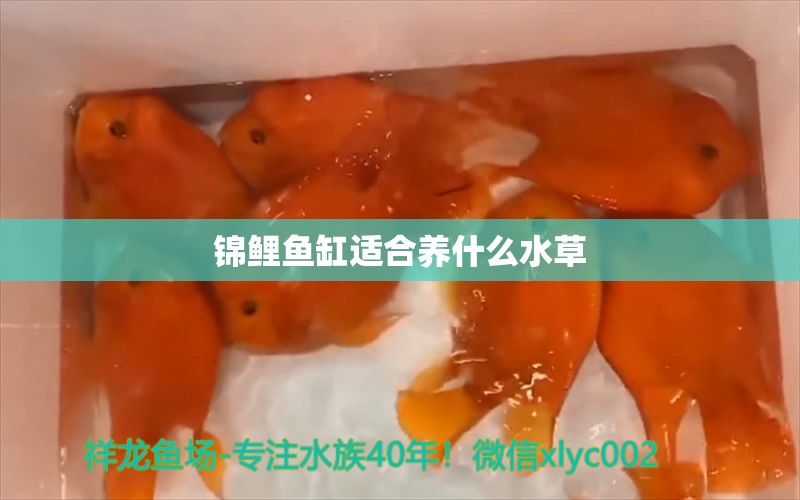 锦鲤鱼缸适合养什么水草 水草