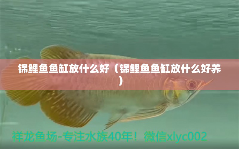 锦鲤鱼鱼缸放什么好（锦鲤鱼鱼缸放什么好养） 祥龙水族医院