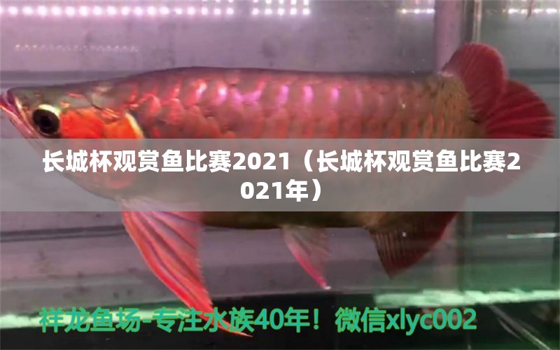 长城杯观赏鱼比赛2021（长城杯观赏鱼比赛2021年）