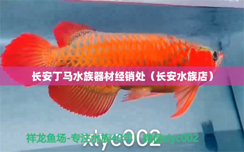 长安丁马水族器材经销处（长安水族店）