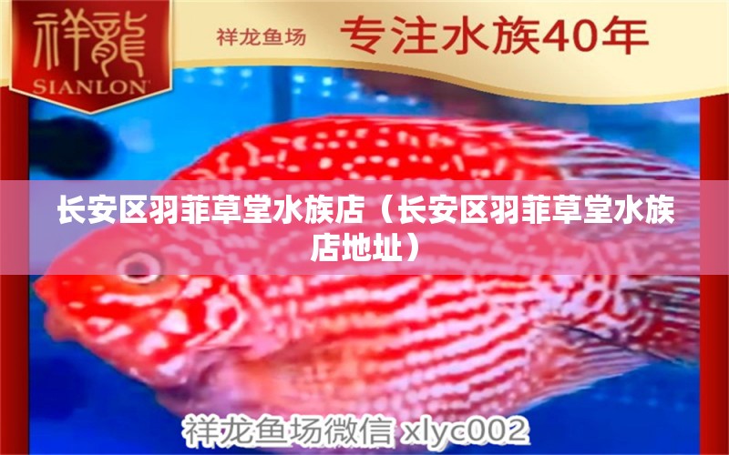 长安区羽菲草堂水族店（长安区羽菲草堂水族店地址）