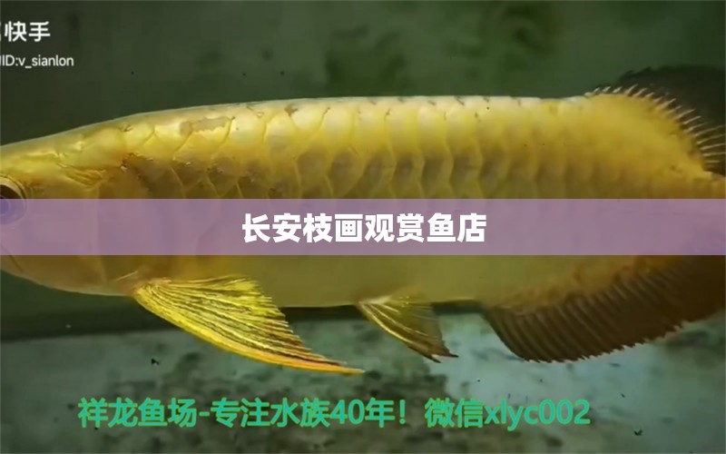 长安枝画观赏鱼店 全国水族馆企业名录