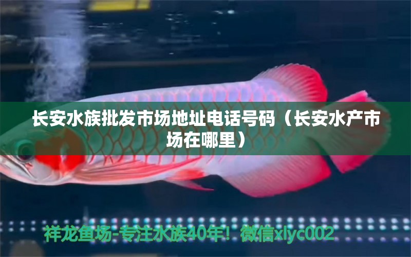 长安水族批发市场地址电话号码（长安水产市场在哪里） 养鱼知识 第1张