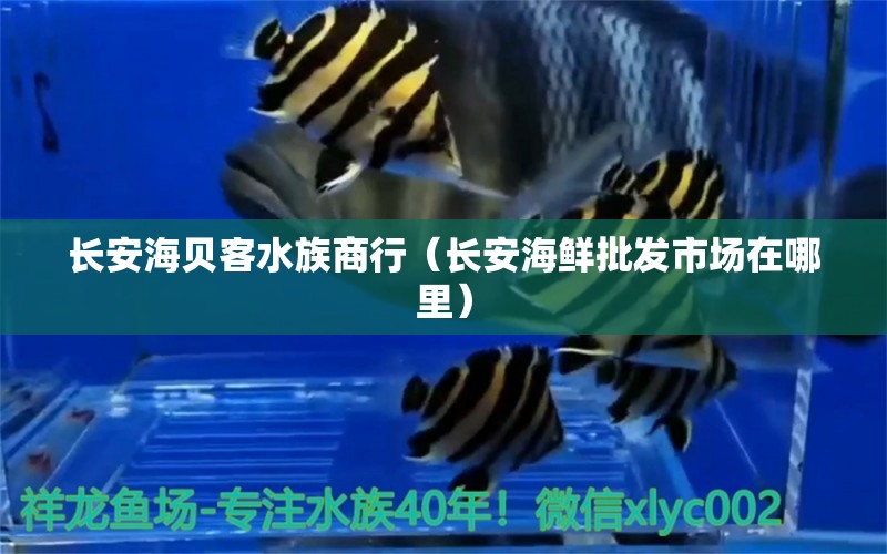 长安海贝客水族商行（长安海鲜批发市场在哪里） 全国水族馆企业名录