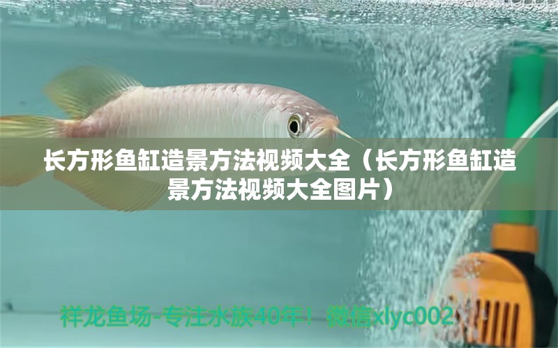 长方形鱼缸造景方法视频大全（长方形鱼缸造景方法视频大全图片） 魟鱼
