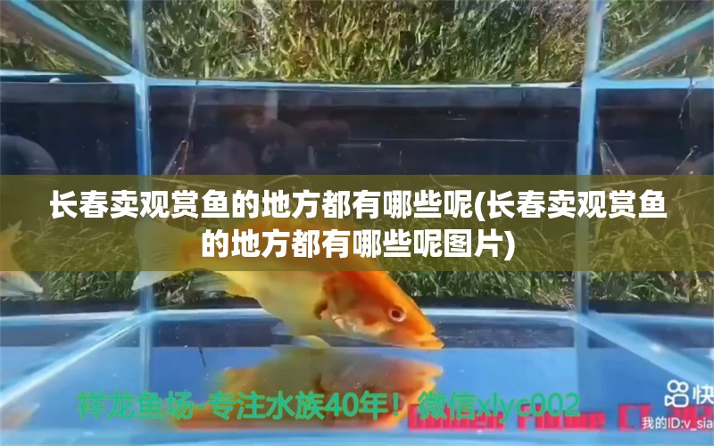 长春卖观赏鱼的地方都有哪些呢(长春卖观赏鱼的地方都有哪些呢图片) 蓝帆三间鱼