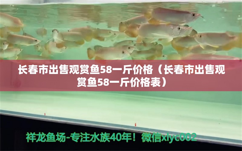 长春市出售观赏鱼58一斤价格（长春市出售观赏鱼58一斤价格表） 量子养鱼技术