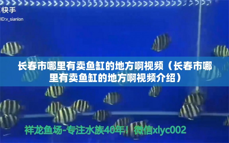 长春市哪里有卖鱼缸的地方啊视频（长春市哪里有卖鱼缸的地方啊视频介绍） 观赏鱼市场（混养鱼）