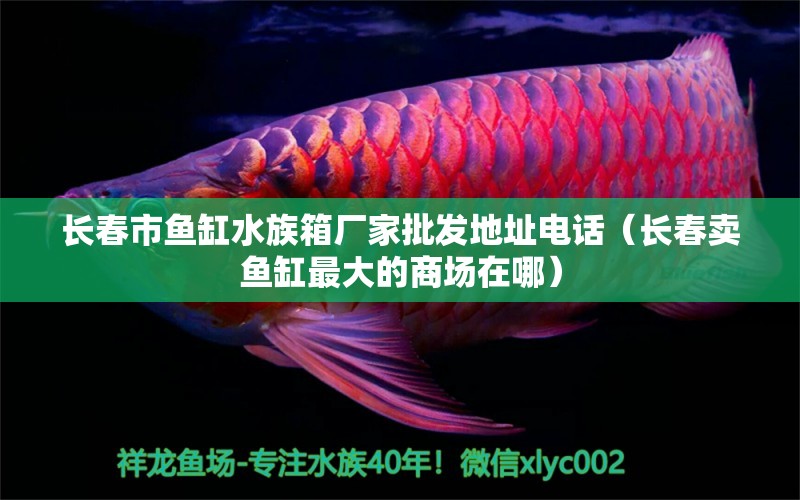 长春市鱼缸水族箱厂家批发地址电话（长春卖鱼缸最大的商场在哪） 青龙鱼