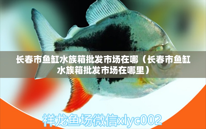 长春市鱼缸水族箱批发市场在哪（长春市鱼缸水族箱批发市场在哪里）