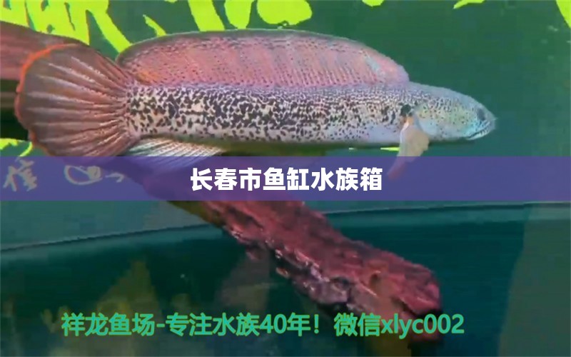 长春市鱼缸水族箱 鱼缸/水族箱