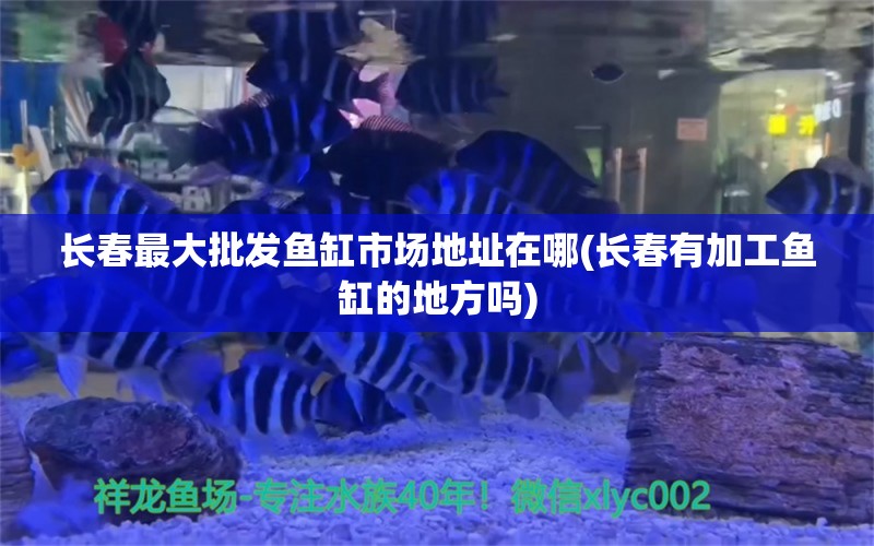 长春最大批发鱼缸市场地址在哪(长春有加工鱼缸的地方吗)