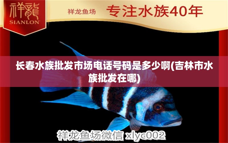 长春水族批发市场电话号码是多少啊(吉林市水族批发在哪)