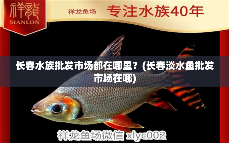 长春水族批发市场都在哪里？(长春淡水鱼批发市场在哪)