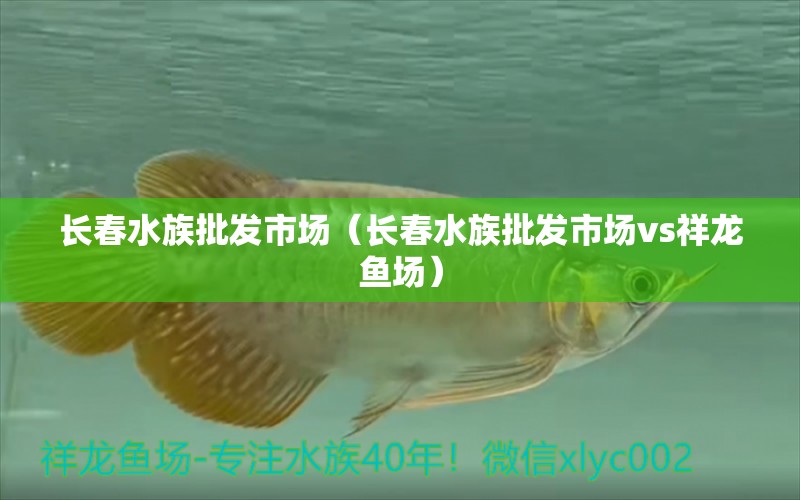 长春水族批发市场（长春水族批发市场vs祥龙鱼场） 观赏鱼水族批发市场