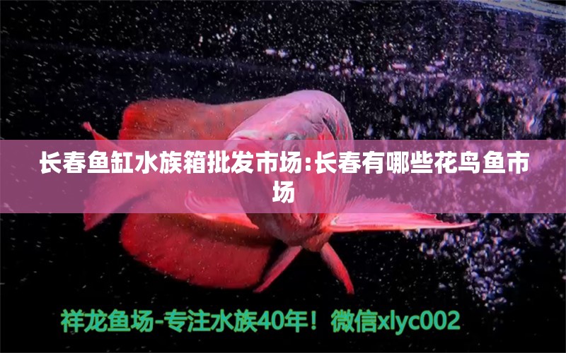 长春鱼缸水族箱批发市场:长春有哪些花鸟鱼市场