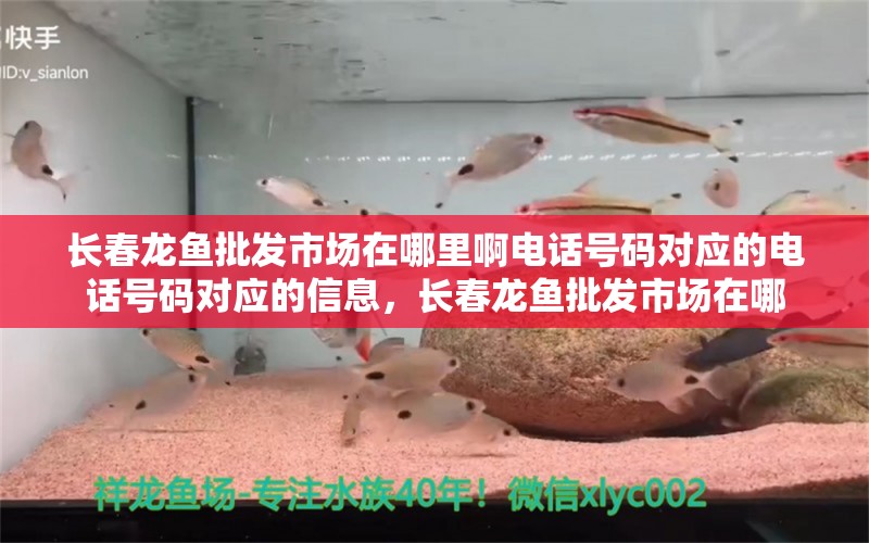 长春龙鱼批发市场在哪里啊电话号码对应的电话号码对应的信息，长春龙鱼批发市场在哪