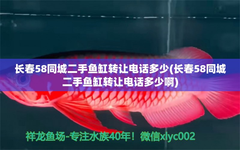 长春58同城二手鱼缸转让电话多少(长春58同城二手鱼缸转让电话多少啊) 新加坡号半红龙鱼（练手级红龙鱼）