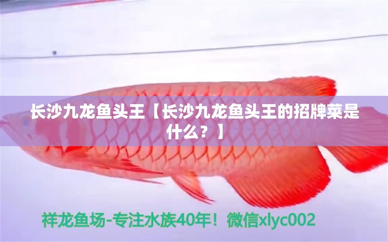 长沙九龙鱼头王【长沙九龙鱼头王的招牌菜是什么？】 水族问答 第1张