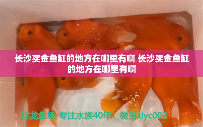 长沙买金鱼缸的地方在哪里有啊 长沙买金鱼缸的地方在哪里有啊 观赏鱼水族批发市场 第1张