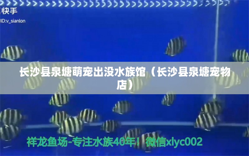 长沙县泉塘萌宠出没水族馆（长沙县泉塘宠物店）