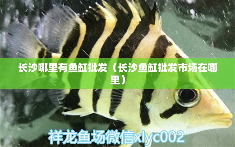 长沙哪里有鱼缸批发（长沙鱼缸批发市场在哪里） 祥龙水族滤材/器材