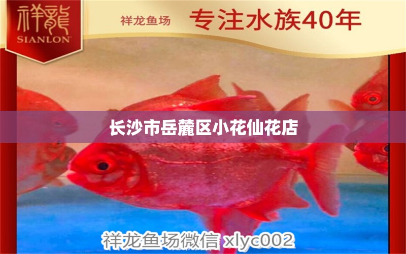 长沙市岳麓区小花仙花店 全国水族馆企业名录