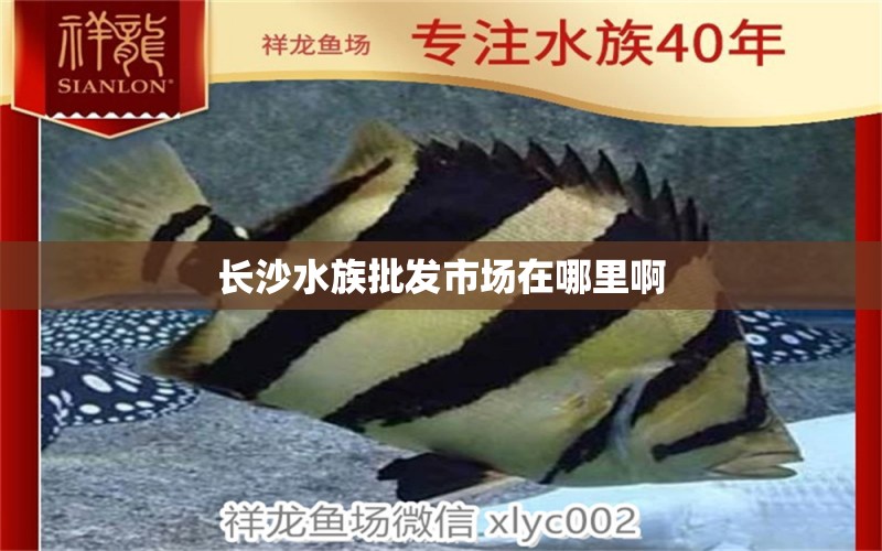 长沙水族批发市场在哪里啊 水族问答 第2张