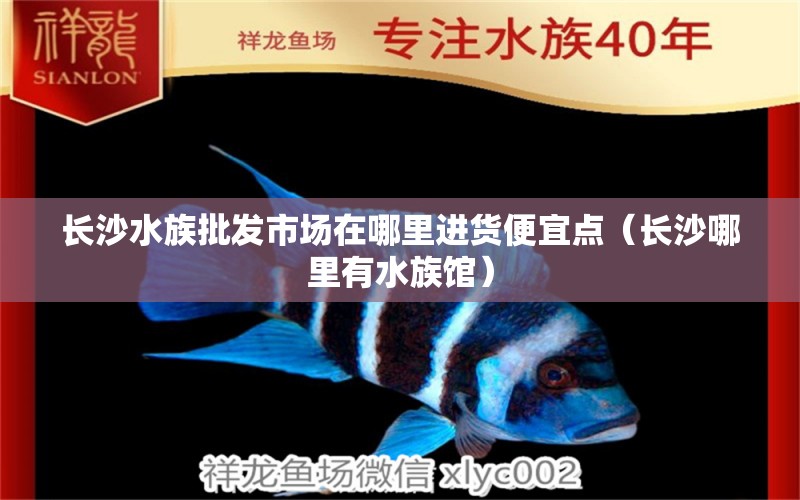 长沙水族批发市场在哪里进货便宜点（长沙哪里有水族馆） 养鱼知识 第1张