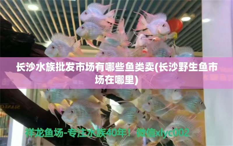 长沙水族批发市场有哪些鱼类卖(长沙野生鱼市场在哪里) 观赏鱼水族批发市场