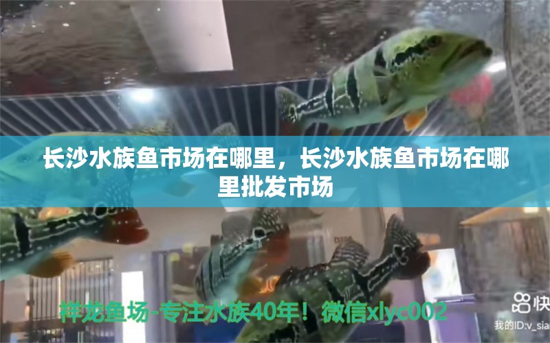 长沙水族鱼市场在哪里，长沙水族鱼市场在哪里批发市场 黑白双星