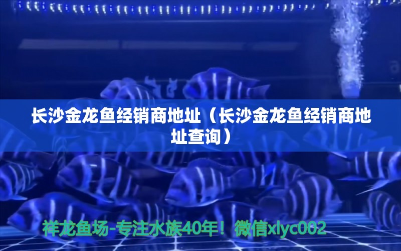 长沙金龙鱼经销商地址（长沙金龙鱼经销商地址查询） 观赏鱼市场（混养鱼）