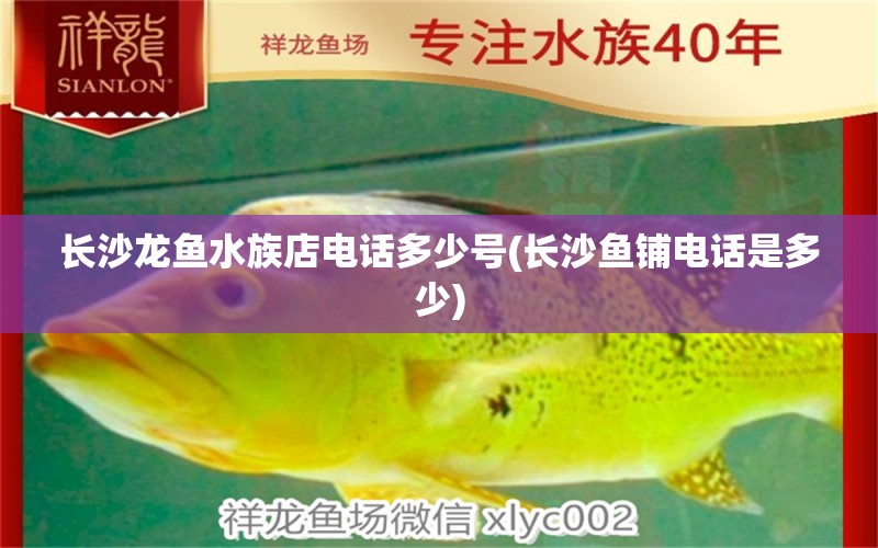 长沙龙鱼水族店电话多少号(长沙鱼铺电话是多少) 苏虎