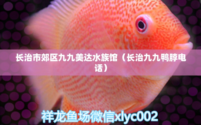 长治市郊区九九美达水族馆（长治九九鸭脖电话） 全国水族馆企业名录