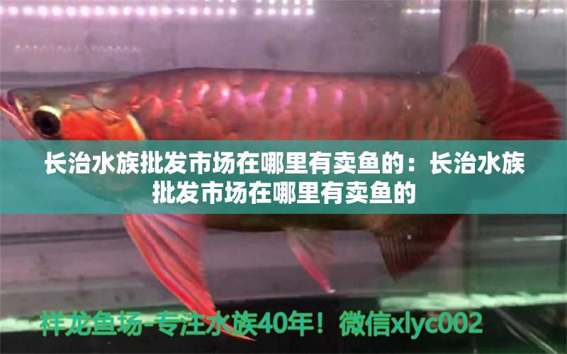 长治水族批发市场在哪里有卖鱼的：长治水族批发市场在哪里有卖鱼的