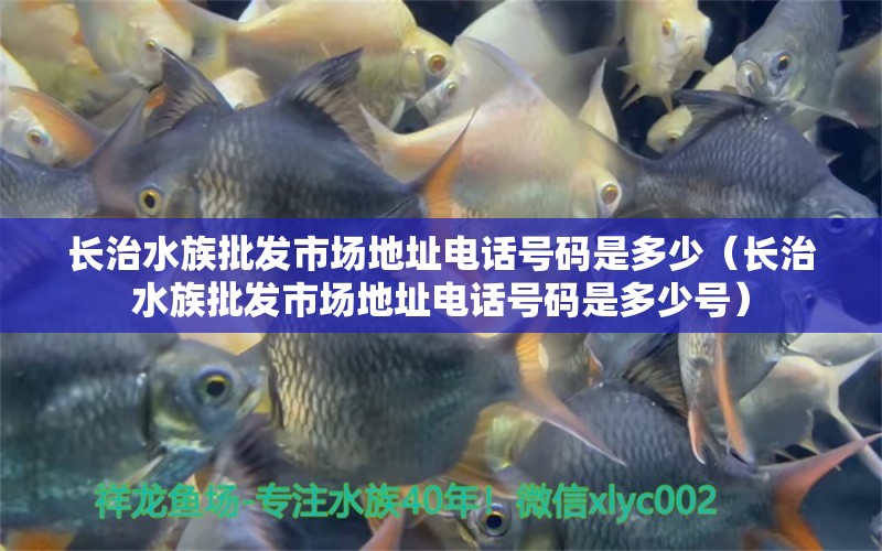 长治水族批发市场地址电话号码是多少（长治水族批发市场地址电话号码是多少号） 观赏鱼水族批发市场